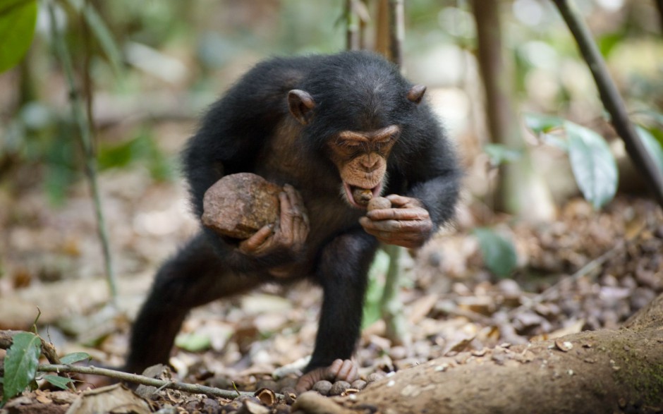 点击大图看下一张：可爱大猩猩森林抓拍图片