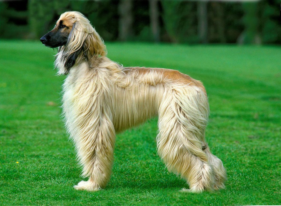 点击大图看下一张：纯种高贵阿富汗猎犬图片