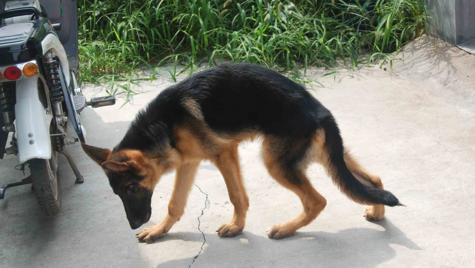 点击大图看下一张：纯种忠诚公德国黑背犬图片