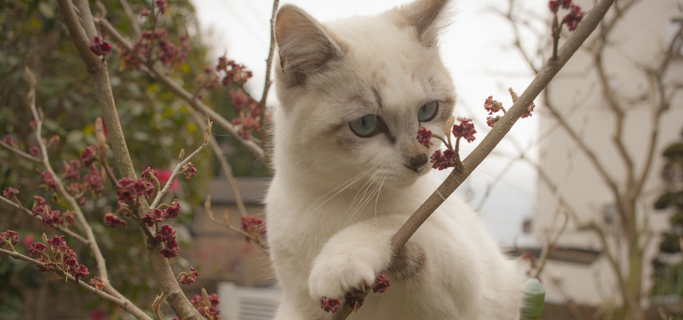 点击大图看下一张：可爱的蓝眼小白猫图片