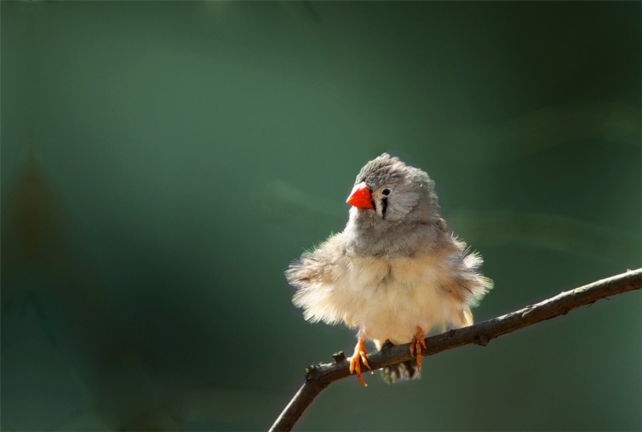 点击大图看下一张：玲珑娇小的灰珍珠鸟高清图片