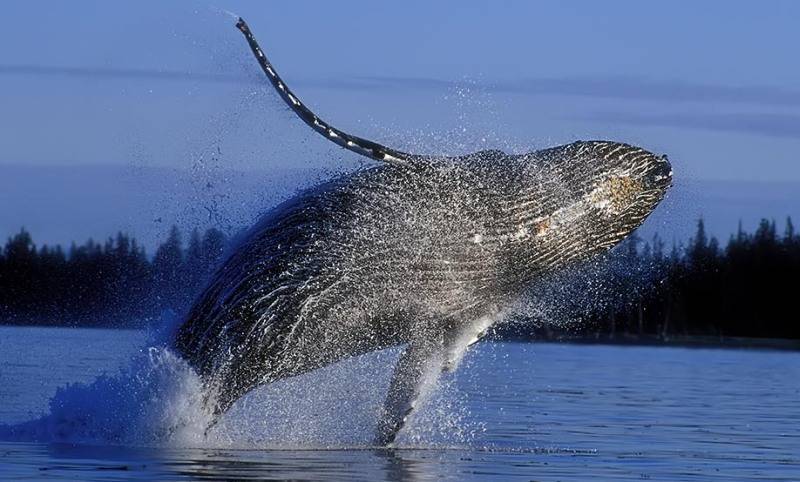 点击大图看下一张：可爱鲸鱼海洋特写图片