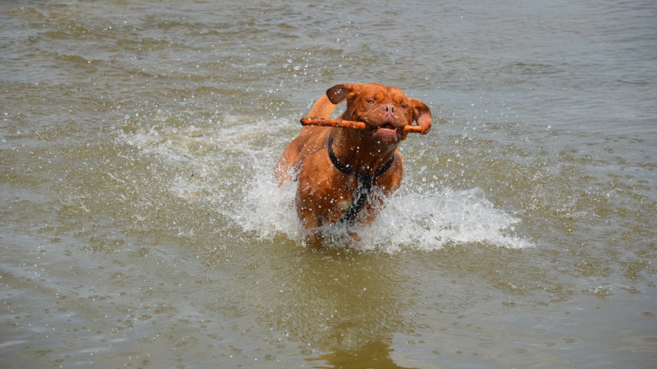 点击大图看下一张：狗狗图片搞笑活泼的波尔多犬