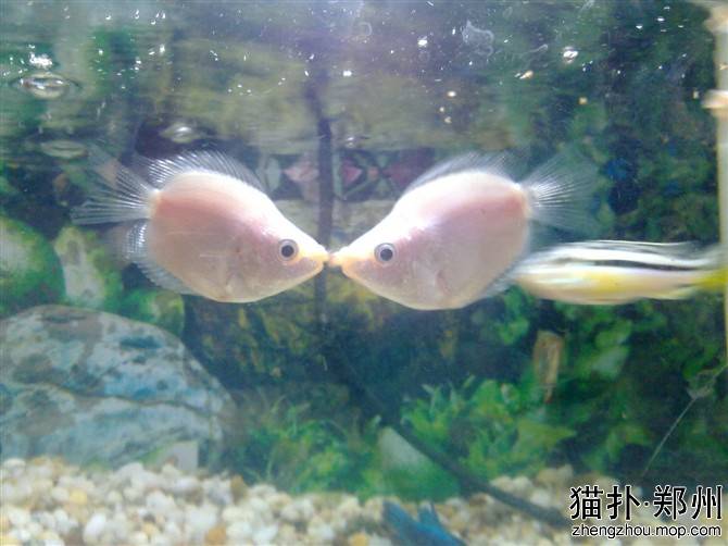点击大图看下一张：两条接吻鱼幸福浪漫图片