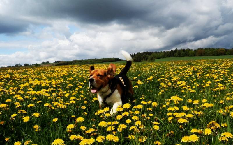 点击大图看下一张：最受欢迎的比格犬可爱调皮写真