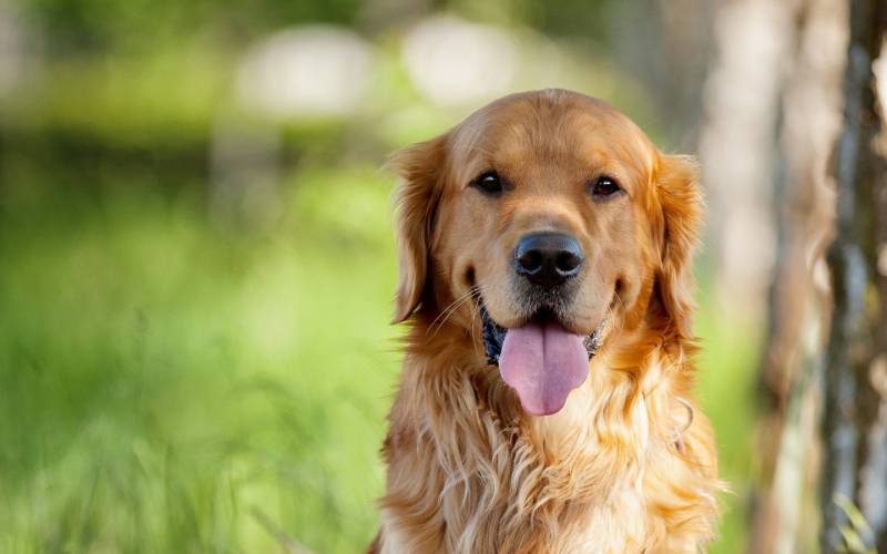 点击大图看下一张：快乐活泼的金毛犬高清图