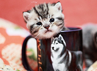 超Q的萌萌茶杯猫图片