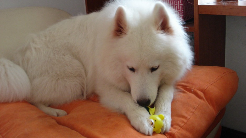点击大图看下一张：可爱漂亮的纯种萨摩耶犬图片