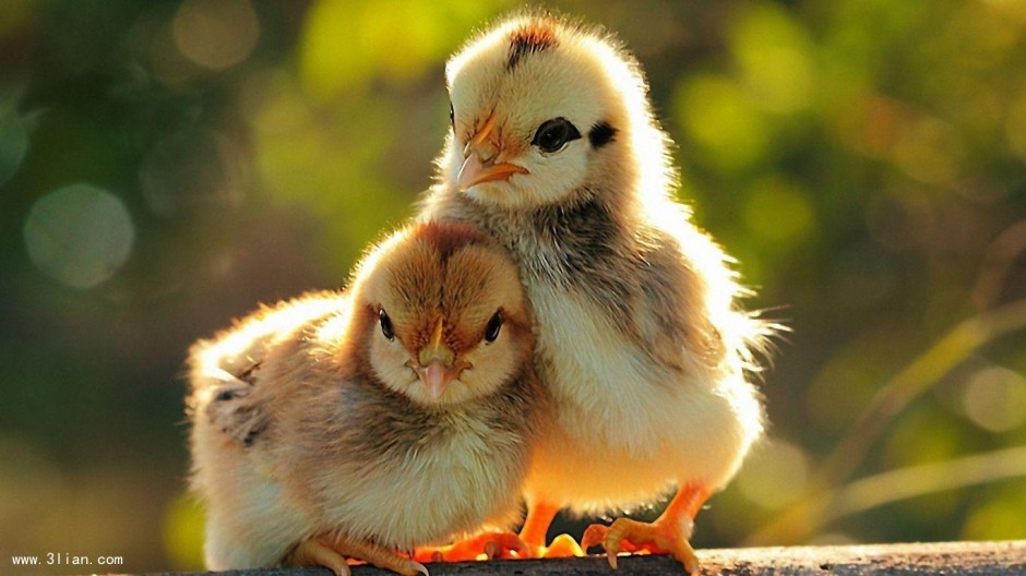 点击大图看下一张：萌动物幼崽可爱小鸡背景图片