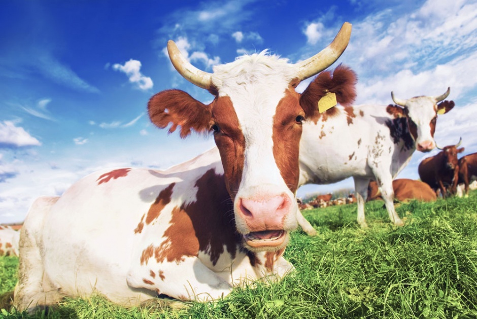 点击大图看下一张：草地上自由休闲的荷兰奶牛图片欣赏