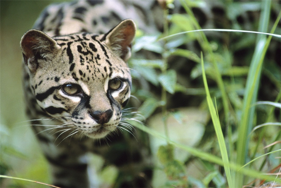 点击大图看下一张：我国野生豹猫高清图片欣赏
