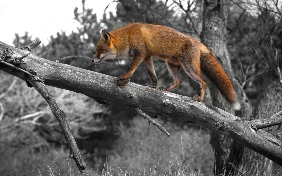 点击大图看下一张：狡猾的可爱狐狸图片