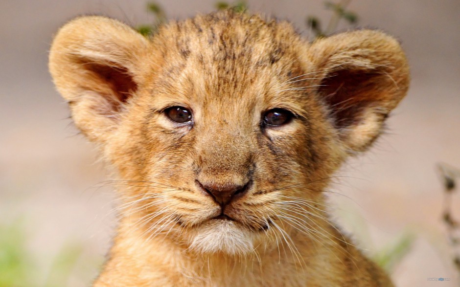 点击大图看下一张：可爱超萌的小狮子高清图片