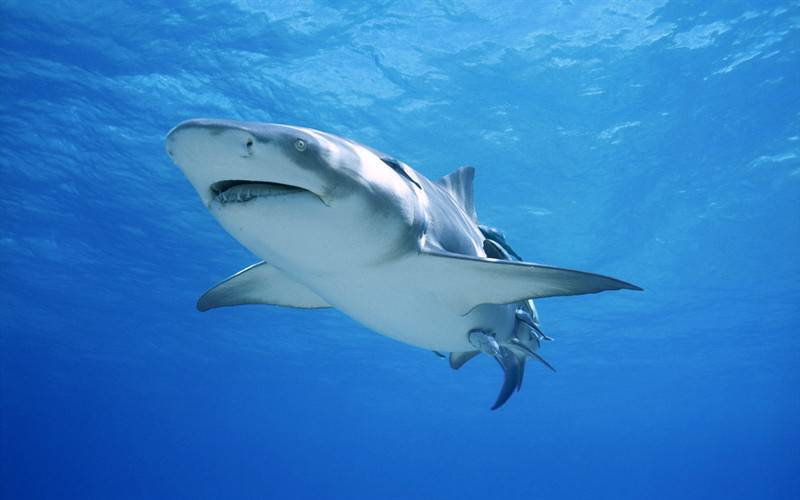 点击大图看下一张：海鲨萌兔高清野生动物图片