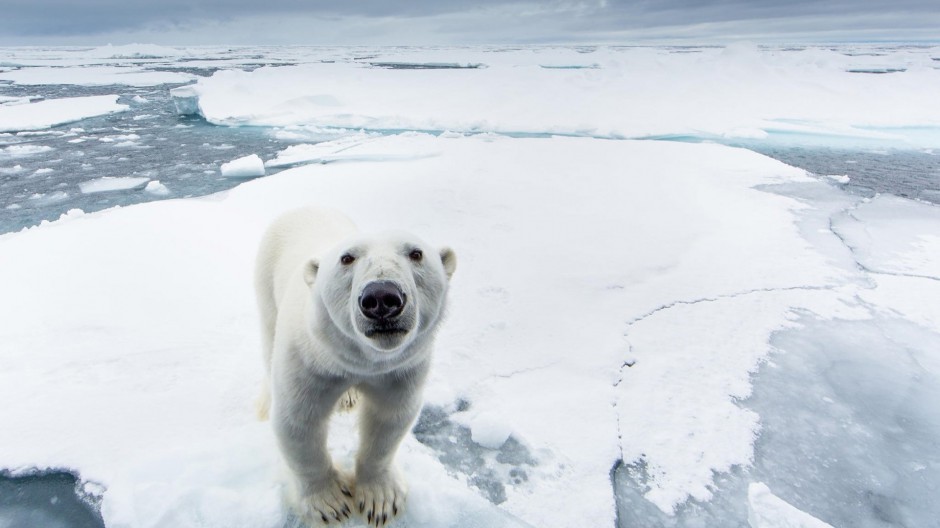 点击大图看下一张：北极熊图片可爱雪地动物壁纸