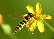 小蜜蜂图片昆虫与鲜花高清特写壁纸