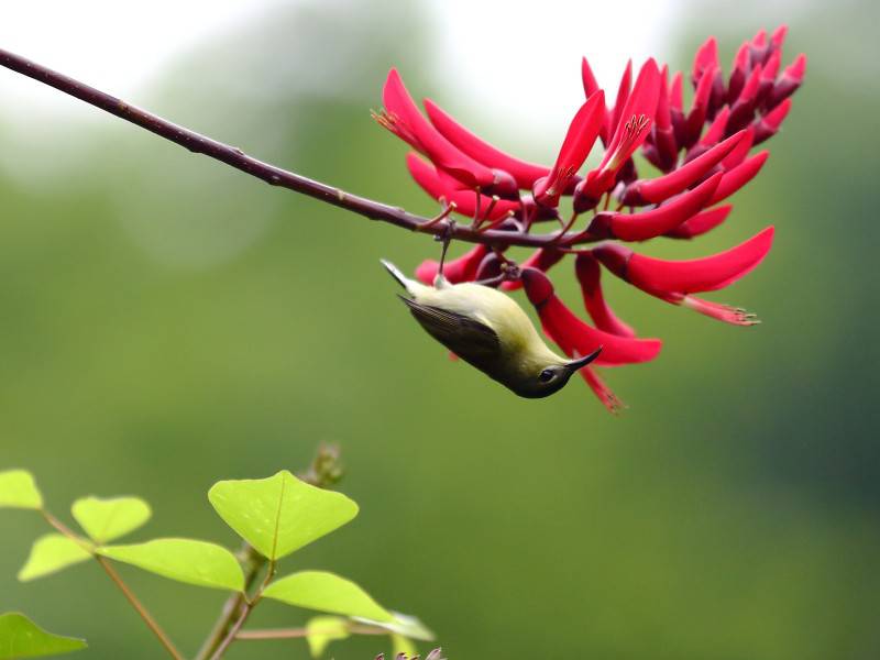 点击大图看下一张：美丽蜂鸟图片高清鸟类摄影特写