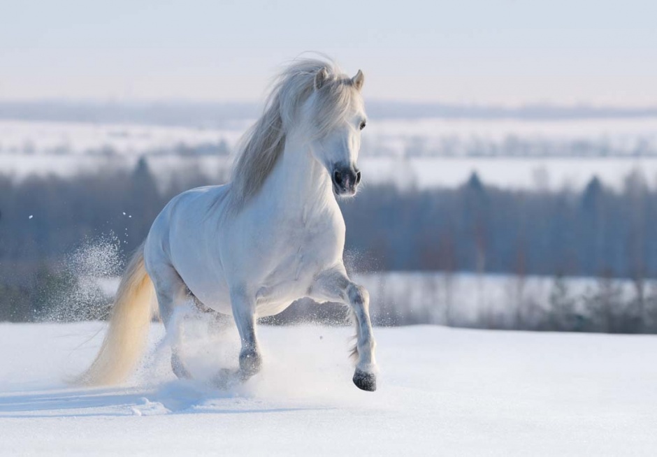 点击大图看下一张：雪地上奔跑的白马图片