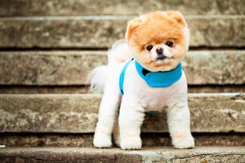 点击大图看下一张：超级可爱小动物博美犬