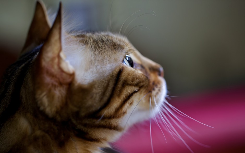 点击大图看下一张：可爱缅因猫侧颜图片