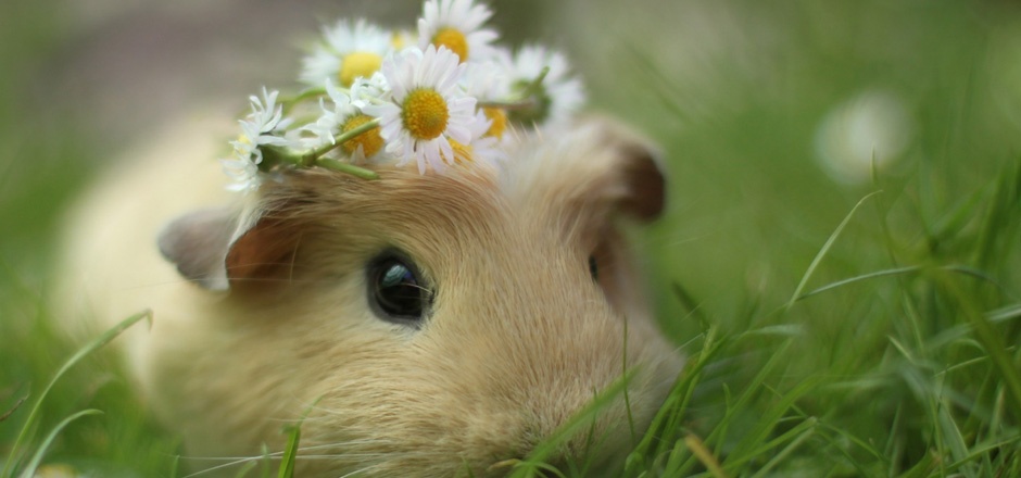 点击大图看下一张：可爱的小豚鼠高清摄影图片