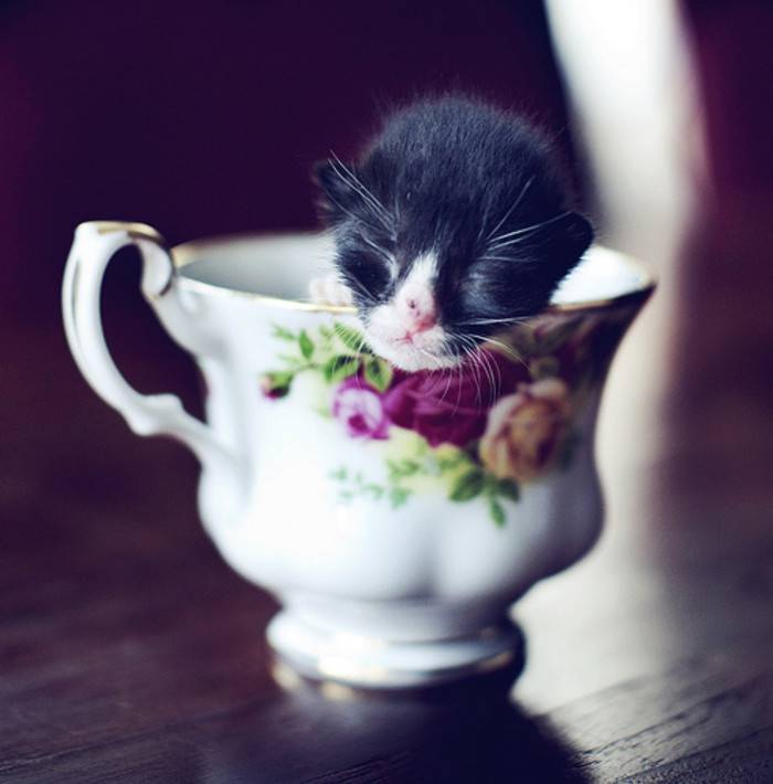 点击大图看下一张：刚出生的茶杯猫睡觉图片