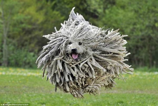 点击大图看下一张：外貌搞笑酷炫的可蒙犬图片