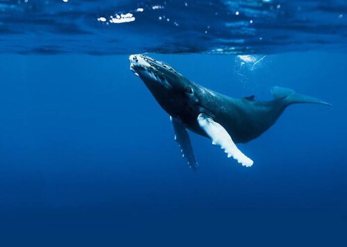 点击大图看下一张：可爱鲸鱼海底游玩图片