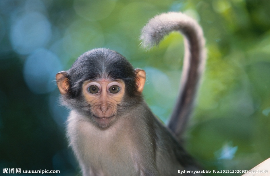 点击大图看下一张：树林小猕猴图片特写欣赏