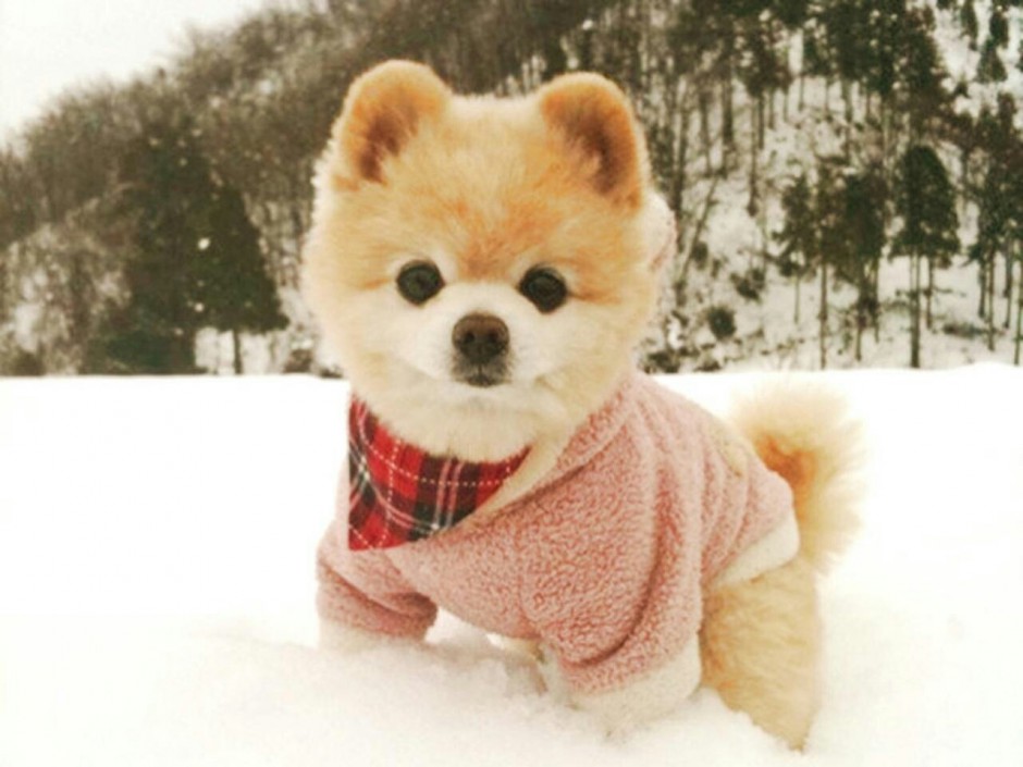 点击大图看下一张：雪地上的俊介犬图片