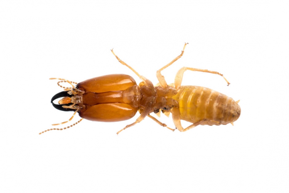 点击大图看下一张：爬行的昆虫蚂蚁高清图片