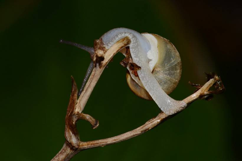 点击大图看下一张：可爱的蜗牛图片近焦距特写