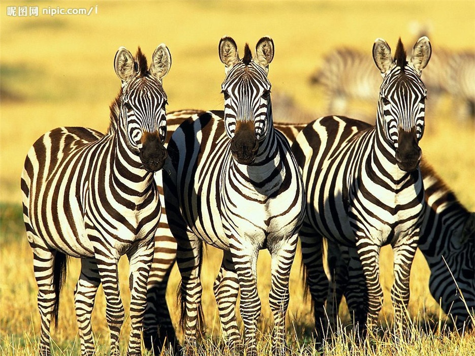 点击大图看下一张：野生非洲斑马高清图片欣赏