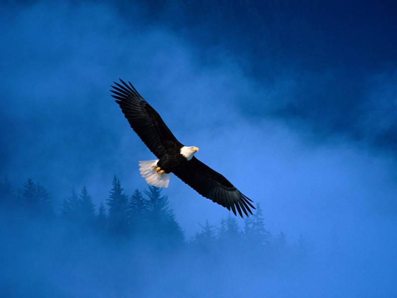 点击大图看下一张：天空翱翔老鹰唯美图片欣赏