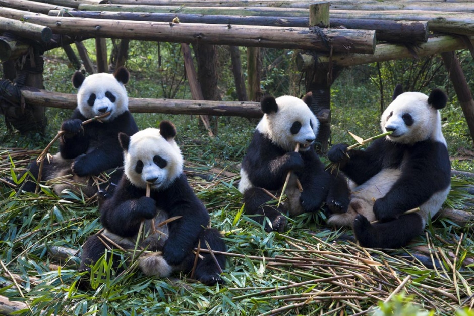 点击大图看下一张：可爱的国宝大熊猫图片