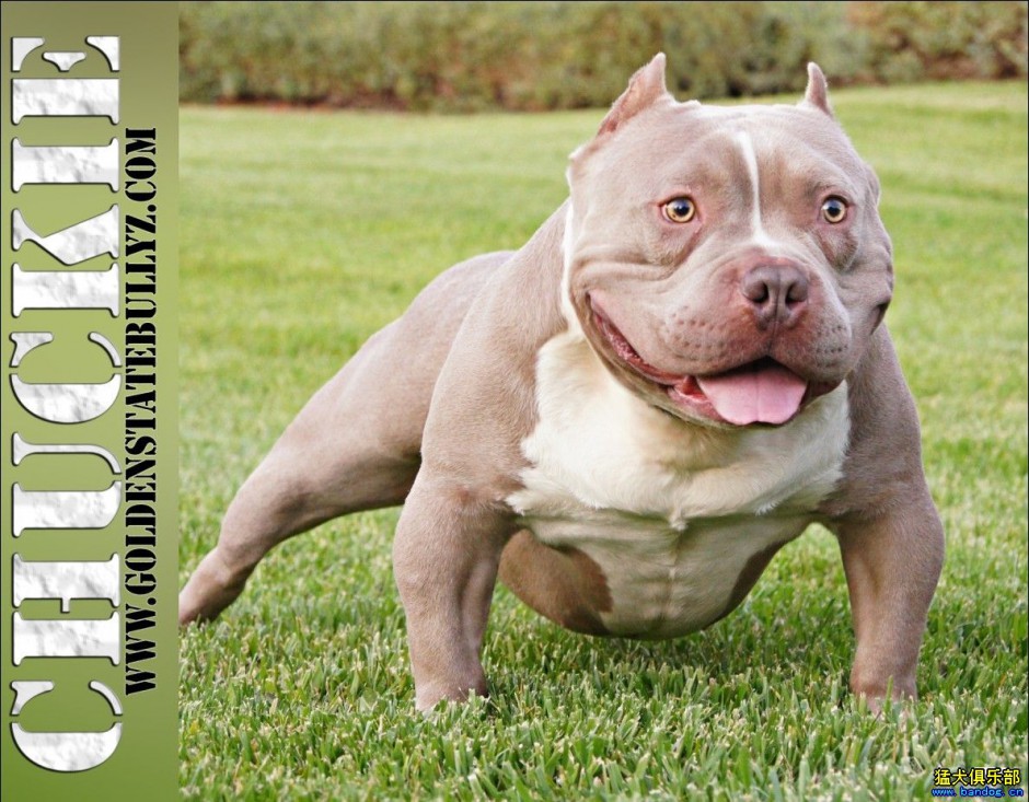 点击大图看下一张:强壮的俄罗斯比特犬图片