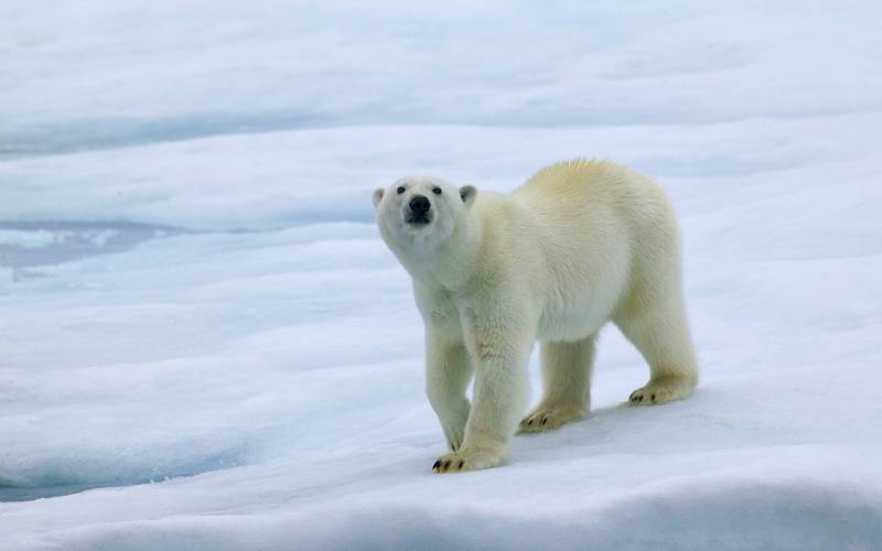 点击大图看下一张：白白胖乎乎的北极熊高清写真