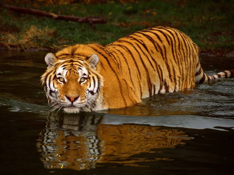 点击大图看下一张：百兽之王凶猛老虎动物图片
