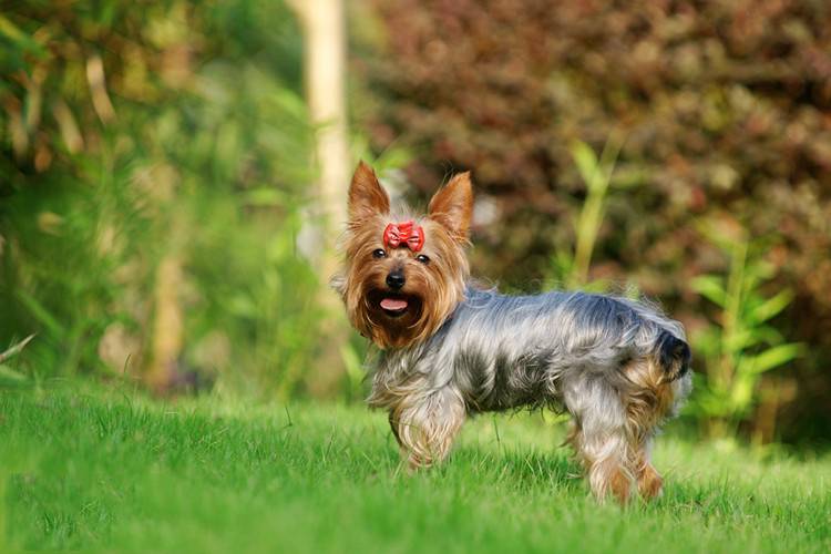 点击大图看下一张：草地调皮玩耍的宠物狗约克夏图片