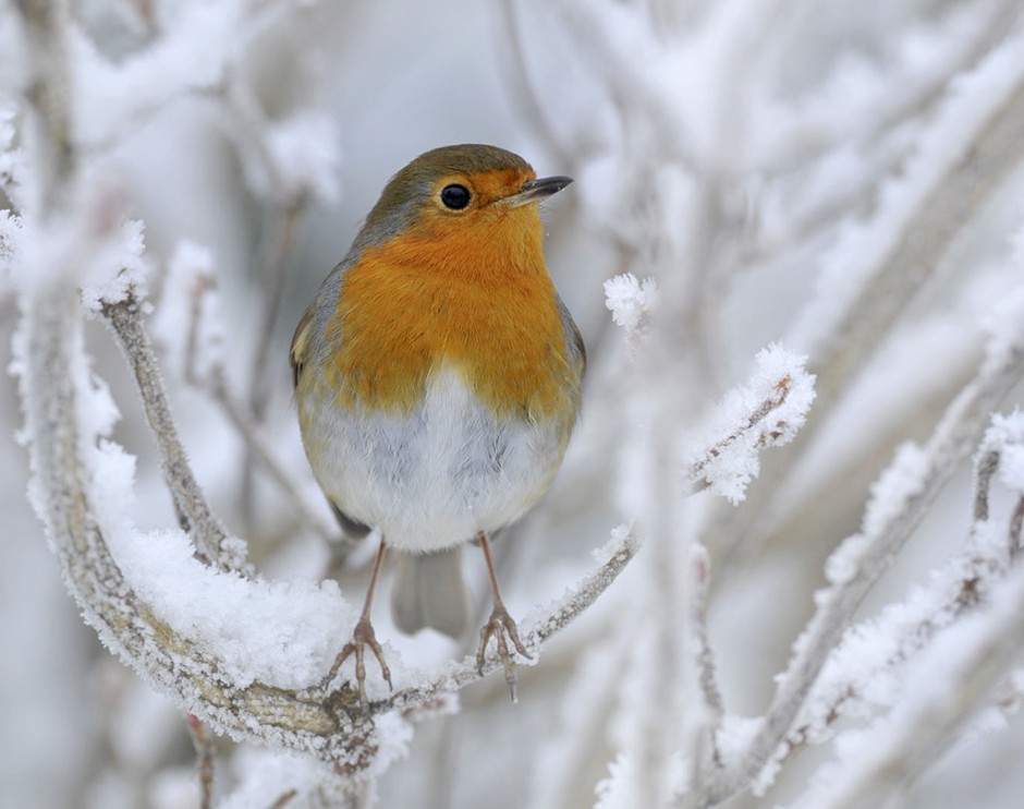 点击大图看下一张:冬日枝头上的知更鸟图片