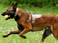 草地奔跑的警犬马犬图片