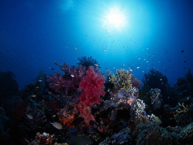 点击大图看下一张：深海海鱼图片色彩缤纷