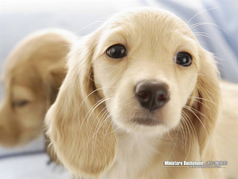 点击大图看下一张：迷你呆萌的腊肠犬高清写真图片