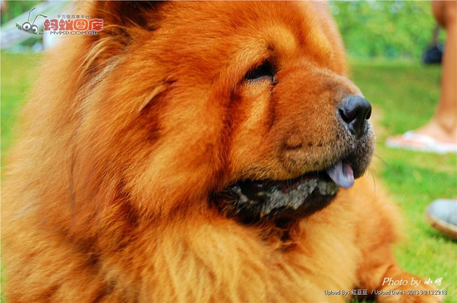 点击大图看下一张：纯种成年松狮犬头部特写图片