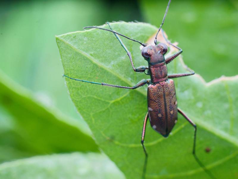 点击大图看下一张:可爱的虎甲昆虫图片