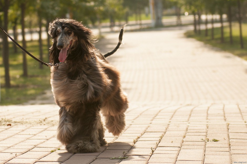 点击大图看下一张：纯种奔跑的阿富汗猎犬图片