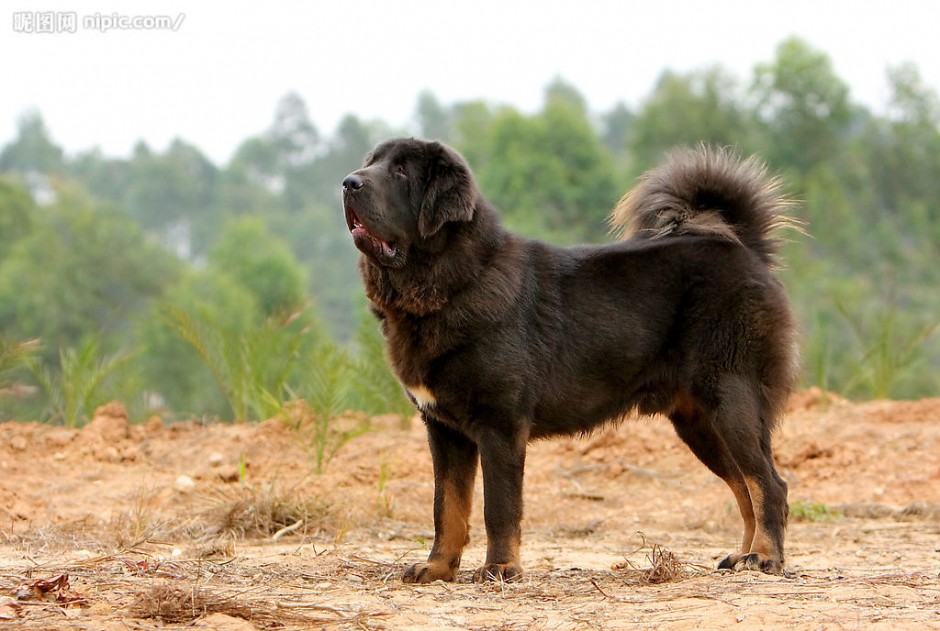 点击大图看下一张：纯血西藏獒犬身材强壮高大图片