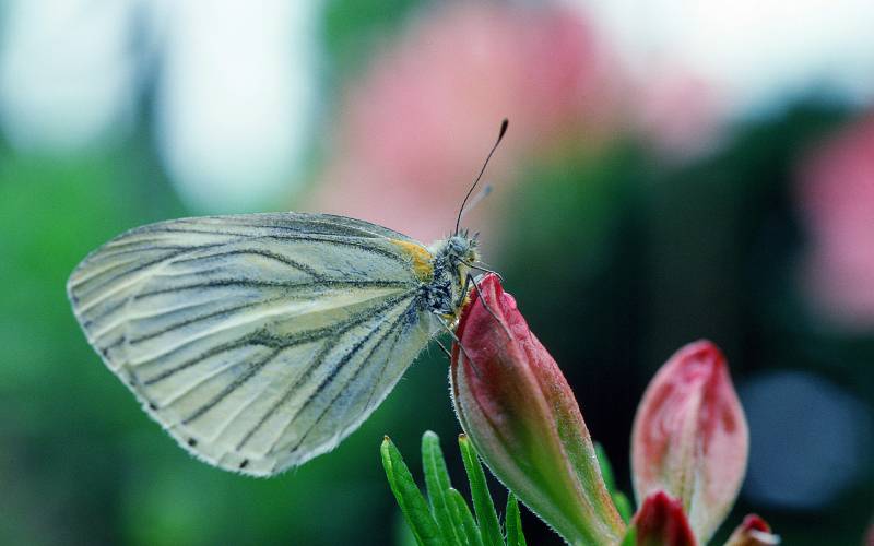 点击大图看下一张：美丽迷人的蝴蝶图片
