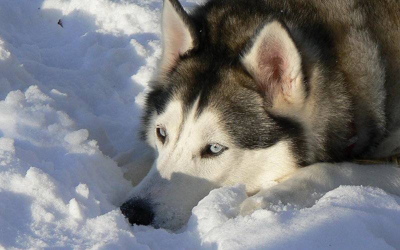 点击大图看下一张：搞笑雪橇犬宠物狗图片
