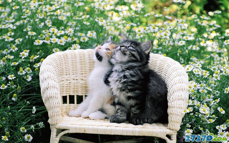 点击大图看下一张：后院二只可爱的猫咪